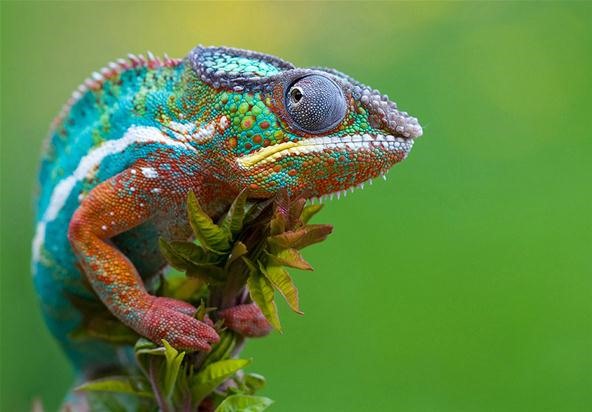 Chameleon of Colors.. EPIC!