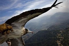 Egyptian Vulture Navigates Paraglider Through Thermals at 4250 Feet