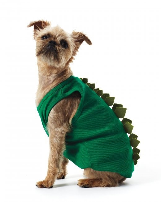 Chia Pet Pet Costume, Plus 9 More Adorable DIY Halloween Costumes for Dogs & Cats