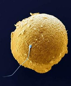Get Sex-Educated: The Great Sperm Race Depicted with Real People