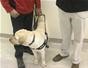 Train a guide dog - Part 5 of 12