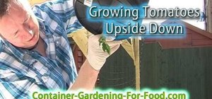 Grow tomatoes upside down in a bucket