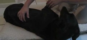 Give a massage to your pet dog