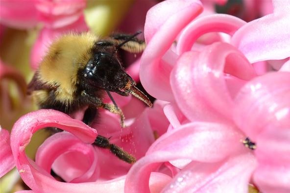 Insect Photography Challenge: Bee at Work