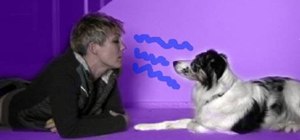 Communicate with a dog in their own language