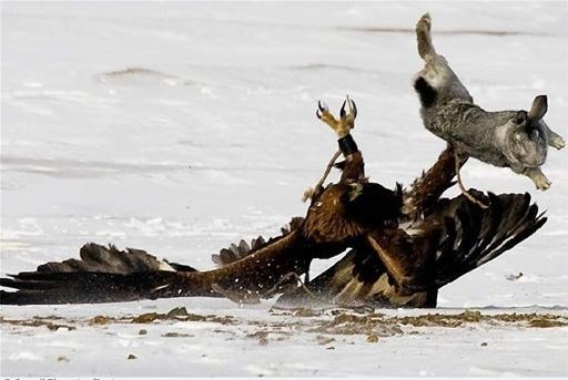 Falcon Annihilates Fox and Deer
