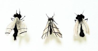 Human Hair Bugs (It's Not How It Sounds)