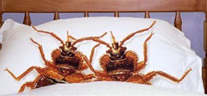 Everything You Need to Know About Bed Bugs