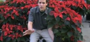 Grow and take care of poinsettia year round