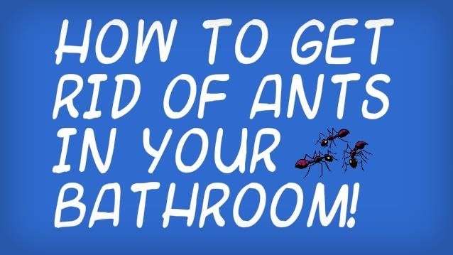 How to Get Rid of Little Black Ants in Your Bathroom