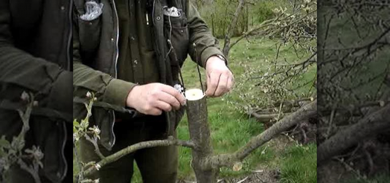 How to Rind graft an apple or pear tree « Gardening 