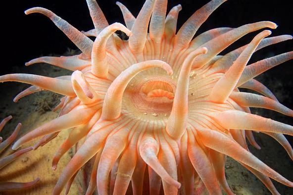 Breathtaking Undersea Aliens: Interview with Deep Sea Photographer Alexander Semenov
