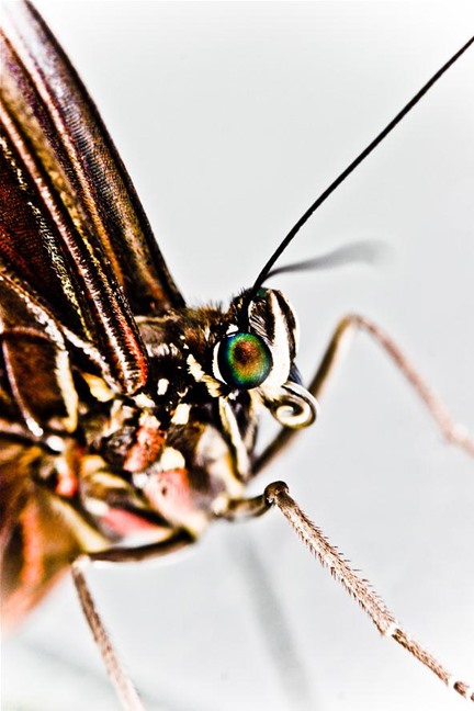 And the Winner of the Insect Photography Challenge Is...