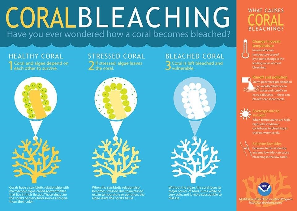 Microbes Lost from Corals Due to Global Warming Cause 90% of Great Barrier Reef to Bleach