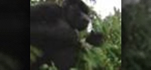Survive a silver back gorilla encounter