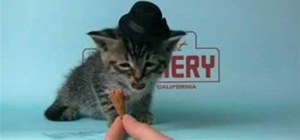 Kitten w/tiny hat eating Lake Street ice cream