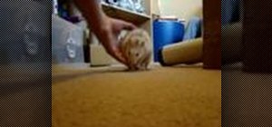 Teach a pet rat to spin