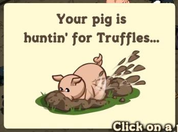 Truffle Hunting Guide