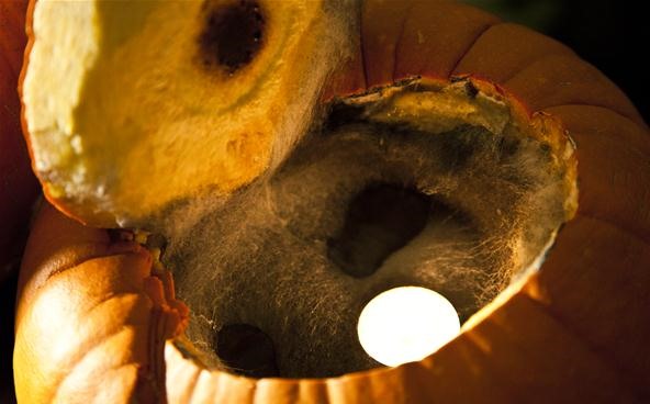 Nature Makes Jack-O'-Lanterns Way Creepier
