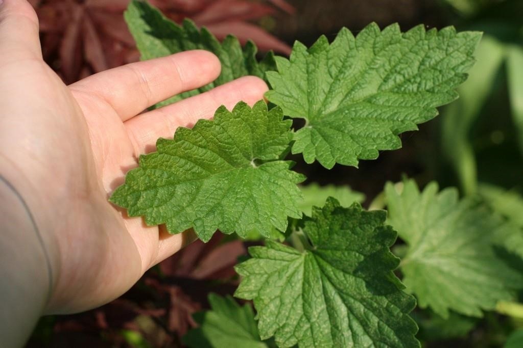 How to Repel Mosquitoes Naturally Using Just Plants & Oils