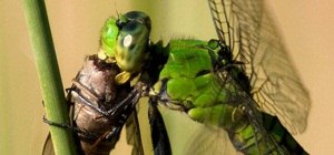 The Incredible Metamorphosis from Nymph to Dragonfly