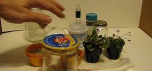 Make a micro terrarium
