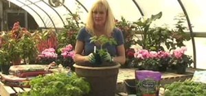 Grow tomatoes in a container