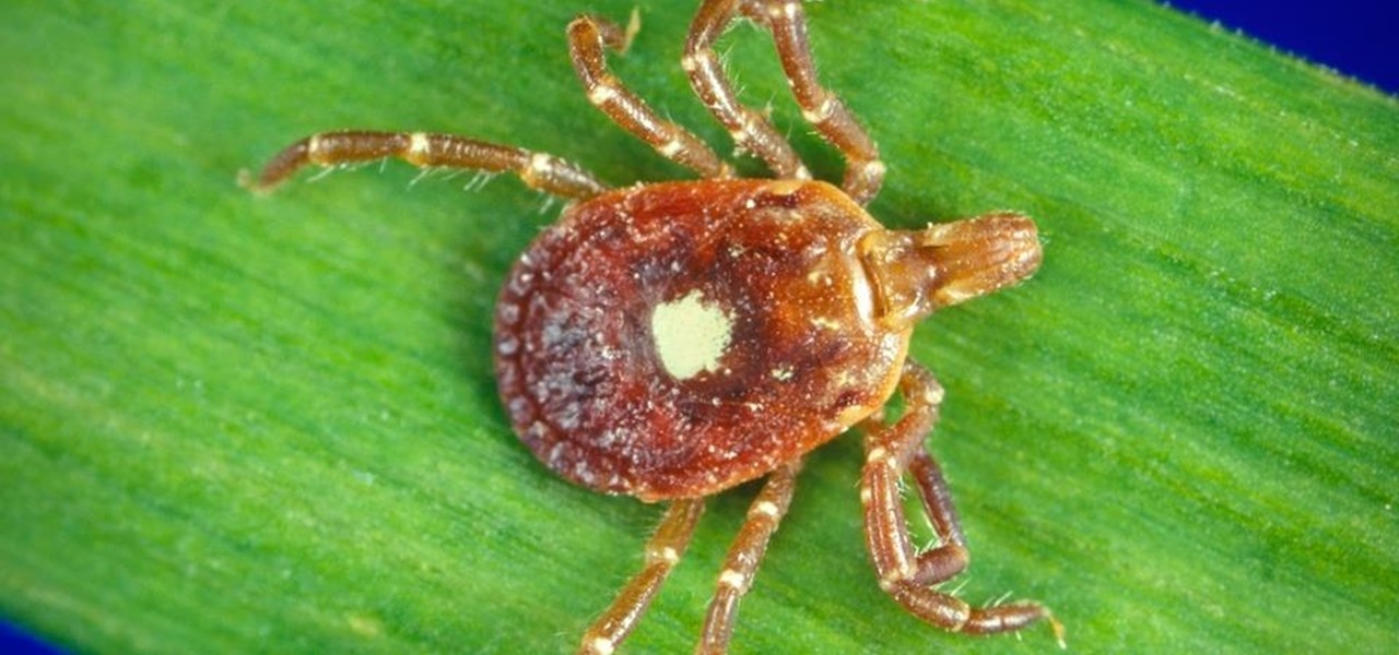 Lone Star Tick Arrives in Northeast with a Deadly, Underreported Infection