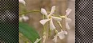 Repot a jasmine plant