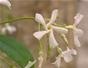 Repot a jasmine plant