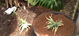 Grow pineapple almost anywhere