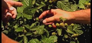 Grow blackberries in southern New Mexico