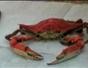 Eat a Maryland blue crab