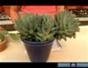 Grow a cactus and succulent plants - Part 4 of 15