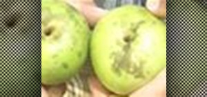Grow healthy, disease and insect-free apple trees