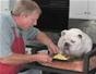 Make an omelet for your doggie