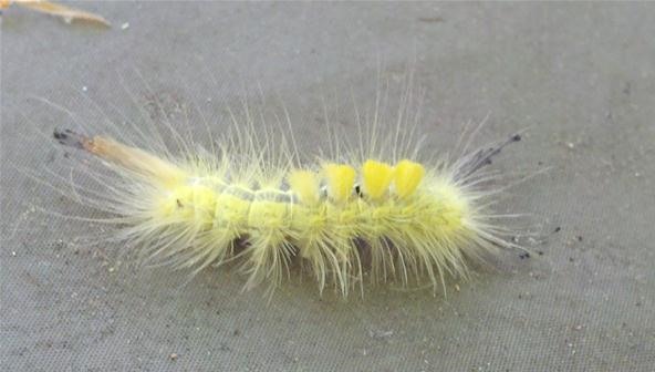 Insect Photography Challenge: Unidentified Caterpillar