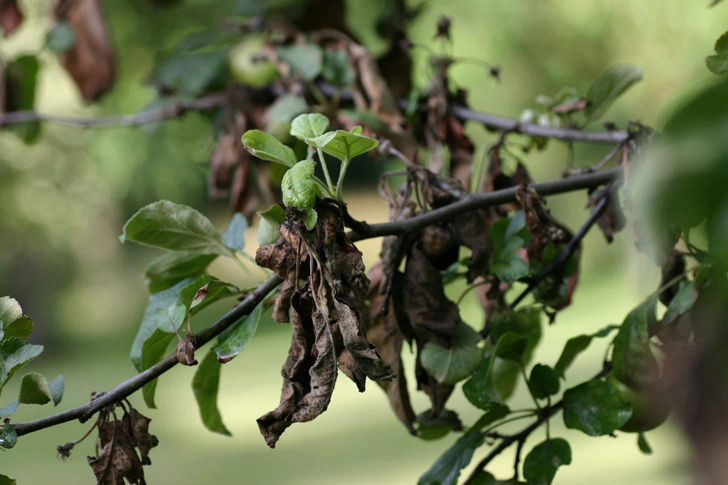 Like Peaches? Protective Virus Could Save Millions of Dollars in Fruit from Fire Blight
