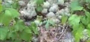 Eat lichen (Cladonia)
