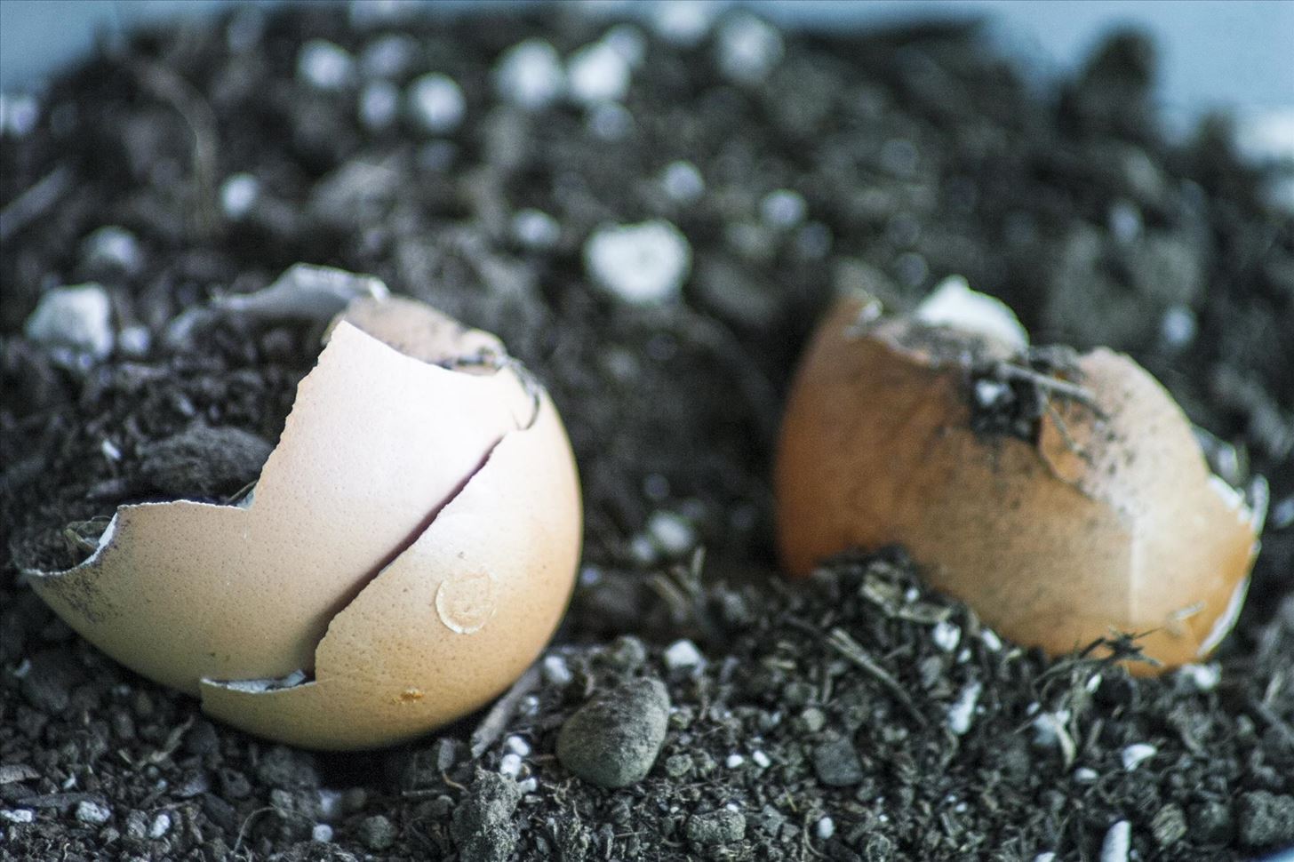 8 Reasons Why You Should Never Throw Away Eggshells