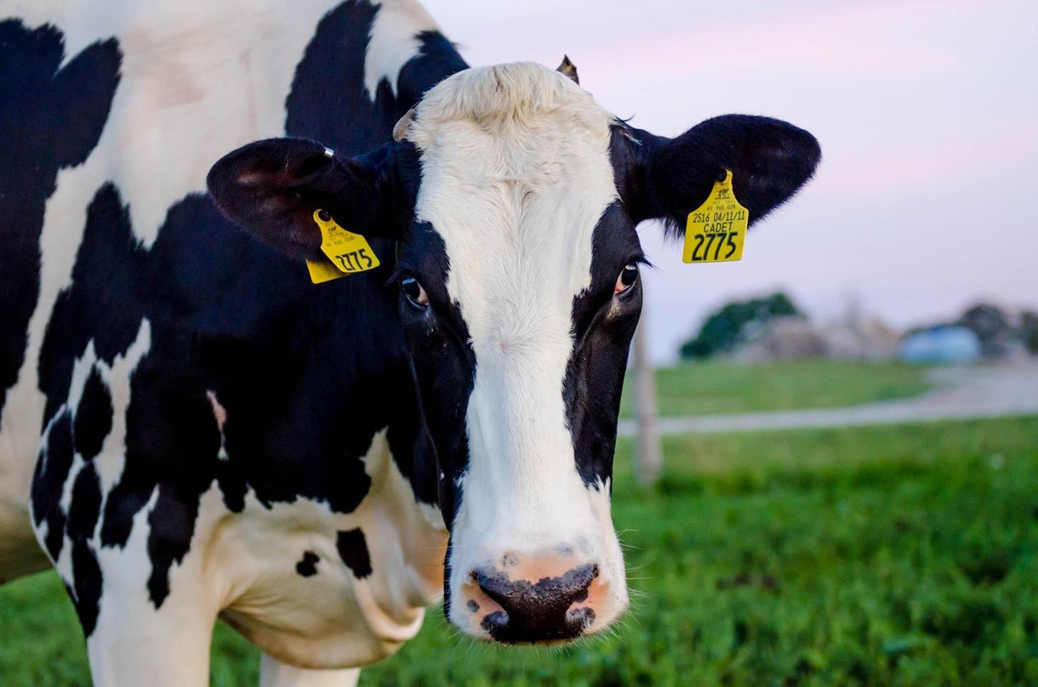 Pasteurization Has Saved Millions of Lives, So Why Do People Want to Drink Raw Milk?