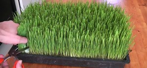Grow wheatgrass at home