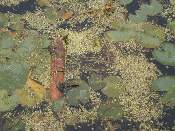Discover the Hidden Micro-Monsters in Your Neighborhood Creeks and Ponds