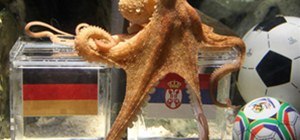 Psychic Octopus Predicts World Cup Winners