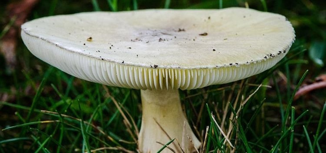 Watch Out Amateur Mushroom Hunters — Death Caps Are Nothing to  Mess With