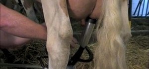 Milk a Guernsey cow with a milk machine