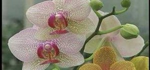 Care for plaenopsis orchids