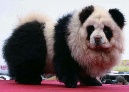 See What Happens When Chinese Zoos Are Hard Up on Cash?