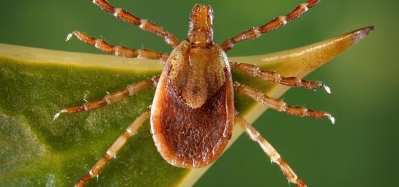 Have a Dog? Be Careful of Rocky Mountain Spotted Fever