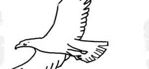 Draw a basic eagle